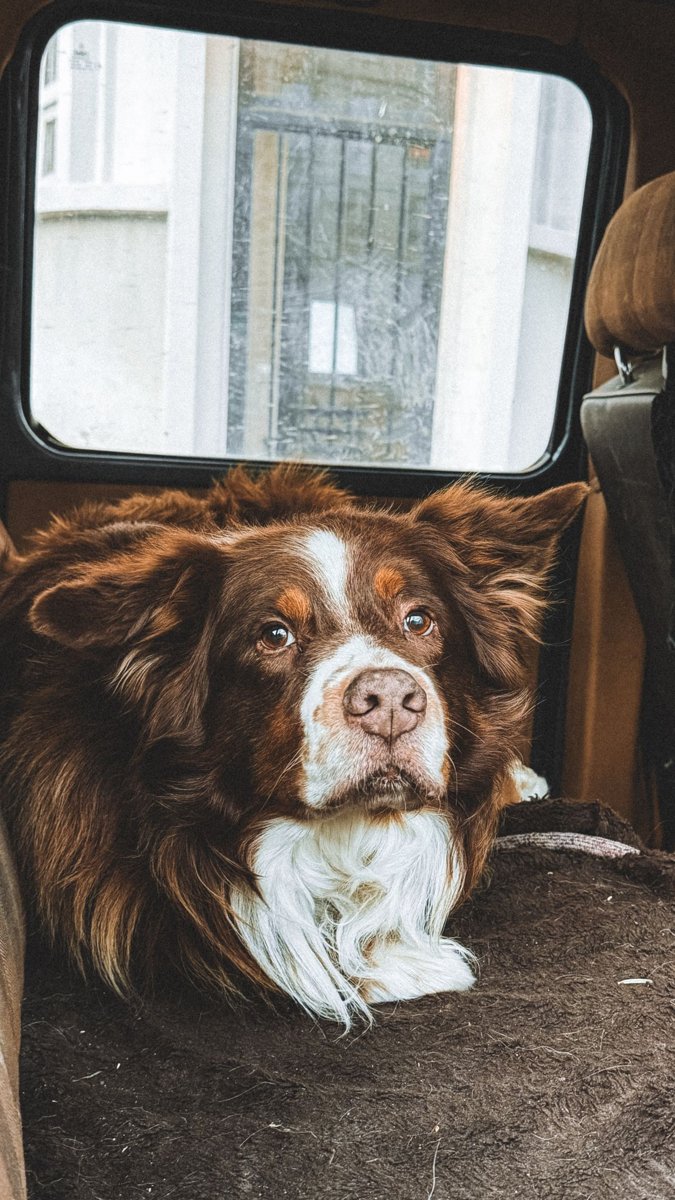 A brown and white dog sitting inside a car by a window
