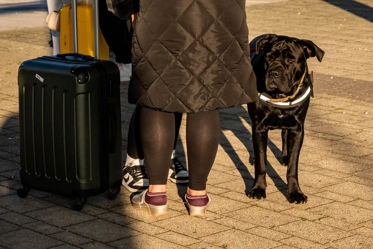 A traveler standing beside a dog and a suitcase outdoors